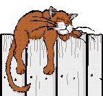 Cat on Fence